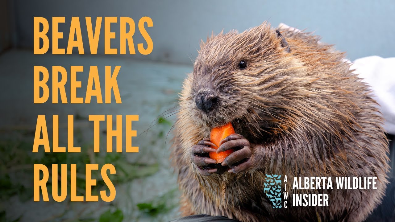 How we prepare orphaned beavers for the wild!