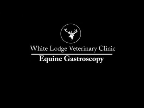 download lagu mp3 mp4 White Lodge Vets, download lagu White Lodge Vets gratis, unduh video klip White Lodge Vets