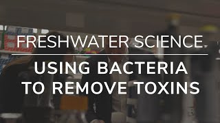 Freshwater Science Teaser: Using Bacteria to Remove Microcystin from Drinking Water