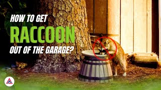 How To Get Raccoon Out Of The Garage| easiest way to get out to raccoon  garage| authentic Reviews