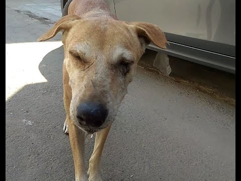 Dog Was Jumped onto the one side of the wall