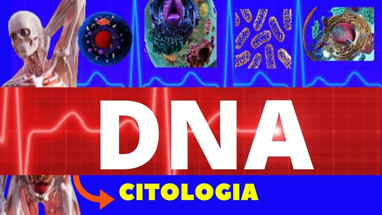 DNA - ESTRUTURA E FUNÇÃO - ÁCIDOS NUCLEICOS - O QUE É DNA - CITOLOGIA - ENSINO SUPERIOR