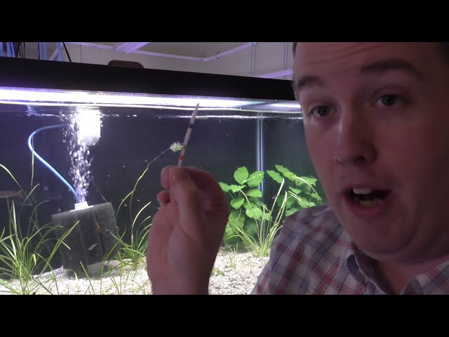 Test Strip Aquarium Hack! Water Change Aquarium how often? Daily Dose #21