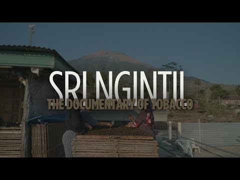 Sri Ngintil : The Documentary Of Tobacco