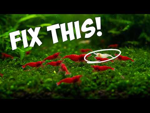 Culling Shrimp: The Secret to STUNNING Shrimp Colors 🦐