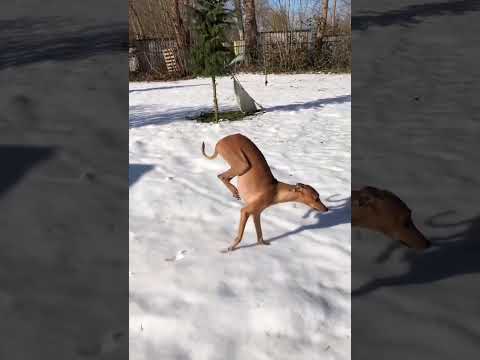 Dogs in winter. #dog