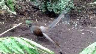 preview picture of video 'Lyrebird at Healesville Sanctuary'