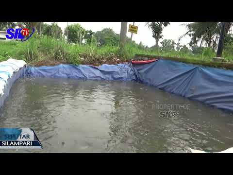 PEMANENAN IKAN NILA DAN LELE DI DESA U2 KARYADADI