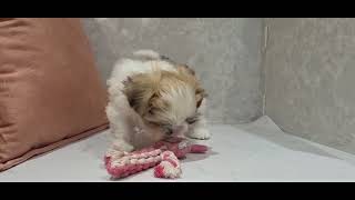 ハーフ犬の動画01