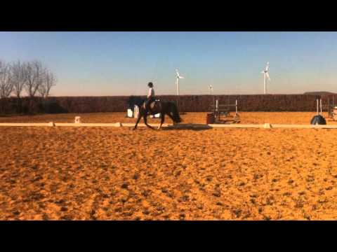 Belinda. 4j. Stute v. Belissimo - Dream of Glory