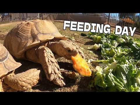 Feeding Day for the Tortoises! (adults, babies, eggs!)