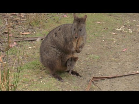Animals  in  Australia