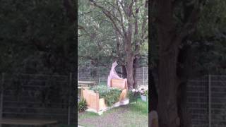 We Are Not Supposed To Be Lovers - Adam Green cover