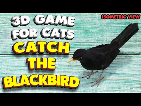 3D game for cats | CATCH THE BLACKBIRD (isometric view) | 4K, 60 fps, stereo sound