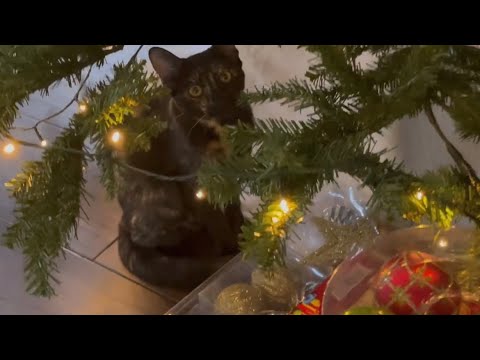 cat eating light and cute cat under the Christmas tree