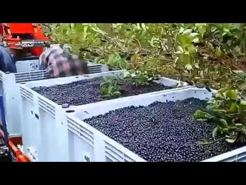 Aronia Harvester in Swiss from JAGODA JPS