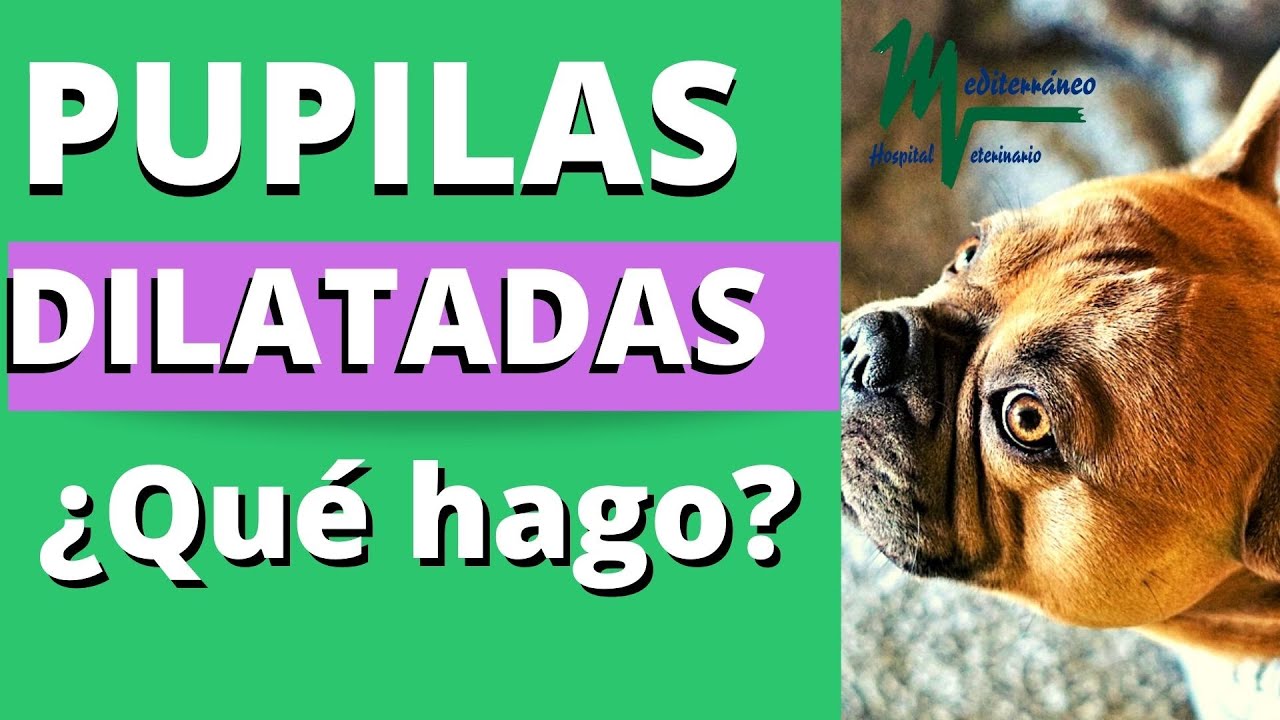 Watch PUPILAS DILATADAS en #PERROS.¿ CUÁNDO PREOCUPARSE🐶 Now PUPILAS DILATADAS en #PERROS.¿ CUÁNDO PREOCUPARSE🐶