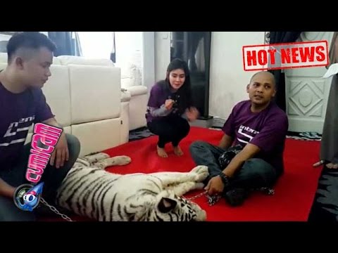 Syahnaz Nekad Hadapi Harimau di Ultah Intens - Cumicam 11 November 2015