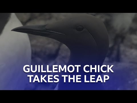 Tense Moment As Guillemot Chick Takes The Leap | Stormborn