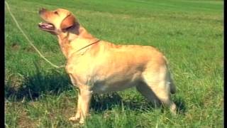 The Labrador – Pet Dog Documentary English