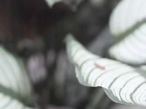 Ben Kaczor - Allezeit