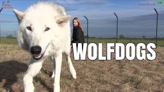 WOLFDOGS - The North American Indian Wolf Dog
