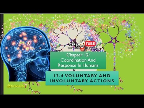 BIOLOGY KSSM FORM 4: 12.4 VOLUNTARY AND INVOLUNTARY ACTIONS