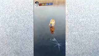 Rusa salta a lago congelado y se fractura el to...