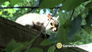 Do Chipmunks eat Serviceberries?