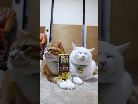 youtube-動物記事1970/01/01 09:00:00