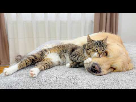 Adorable Kitten Finds the Perfect Bed… a Golden Retriever!!