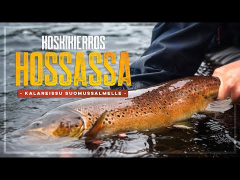 ONNISTUMISIA HOSSAN KOSKILLA – Perhokalastusreissu Suomussalmella