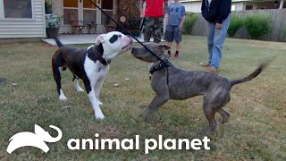 Bam The Dog Gets A New Girl Friend | Pit Bulls & Parolees | Animal Planet