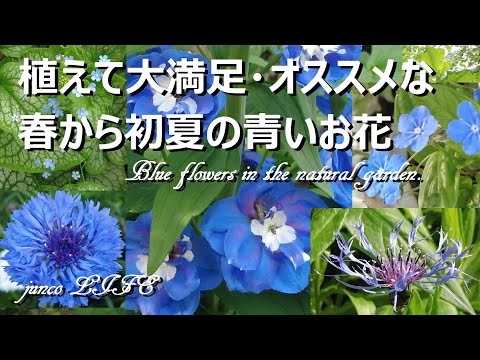 青いガラガラの花 植物