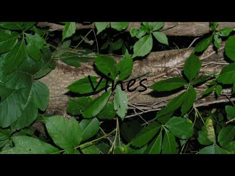 How to Pronounce Vines?