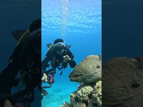 🌊 Discover Thailand’s Hidden Depths: Ultimate Scuba Diving Adventure! 🐠✨