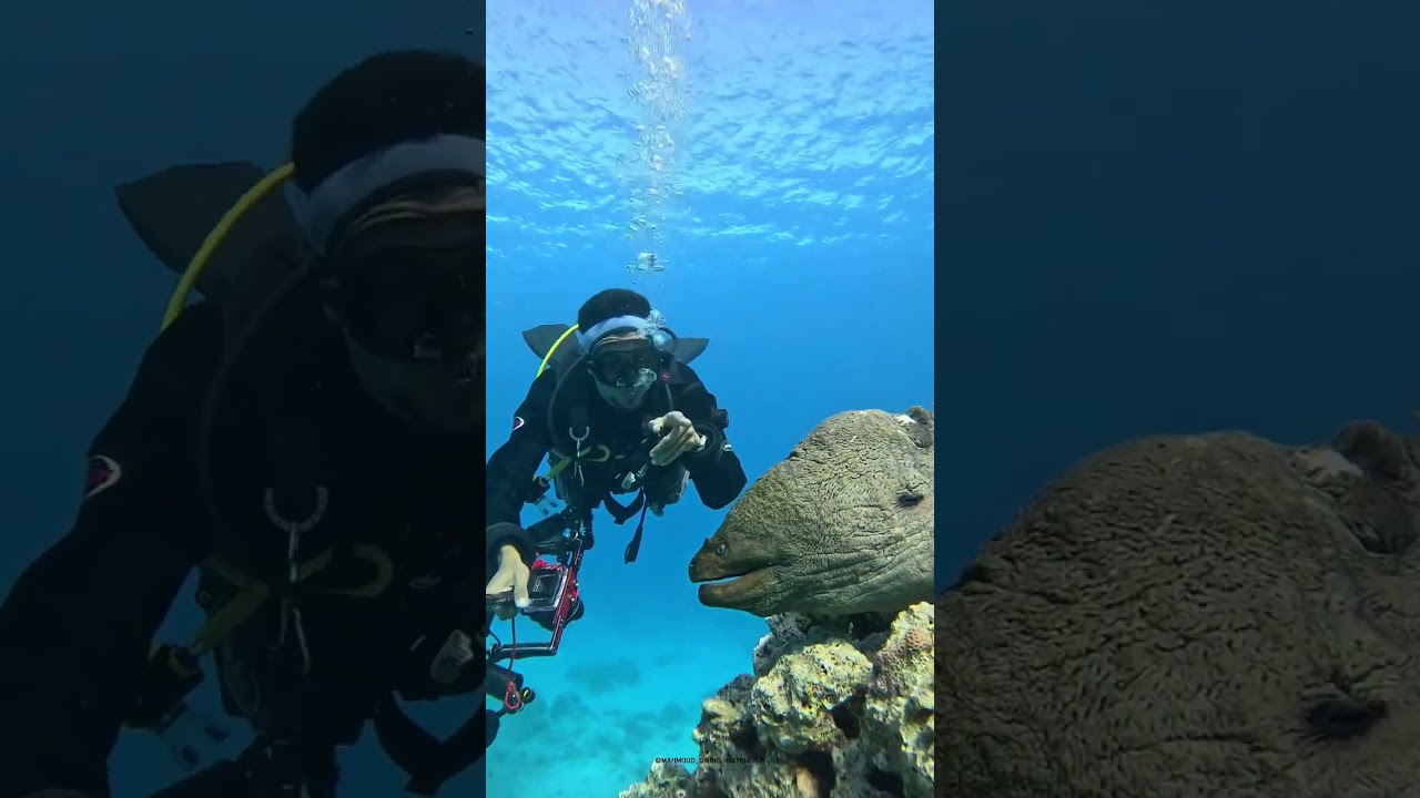 🌊 Discover Thailand’s Hidden Depths: Ultimate Scuba Diving Adventure! 🐠✨