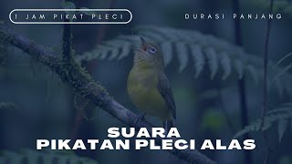 Download lagu Suara Pleci Pikatan Super Efektif - Ngeroll Kasar dan Padat mp3 Download lagu Suara Pleci Pikatan Super Efektif - Ngeroll Kasar dan Padat mp3