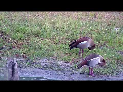 Djuma: Egyptian Goose family having a morning bath - 06:27 - 01/15/2023