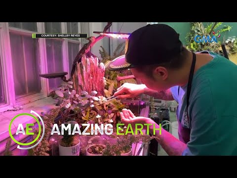 Amazing Earth: Meet the plantito tattoo artist and his plant-eating animal!