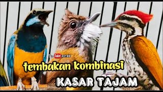 Download lagu TEMBAKAN KOMBINASI KASAR PANJANG cungkok vs cucak jenggot vs pelatuk bawang mp3