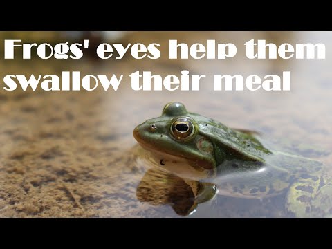 Frogs' Eyes Help Them Swallow Their Meal