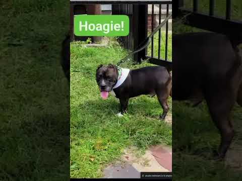 Ear Infections & Zymox