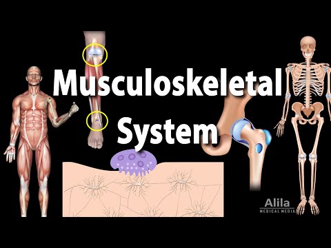 Overview of the Musculoskeletal System, Animation
