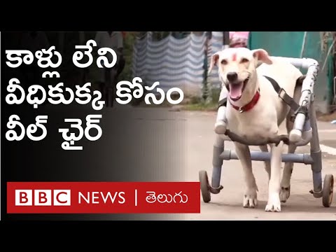 Accident‌లో కాళ్లు చచ్చుబడిన Street Dogకి Wheel Chair తయారు చేసిన పేద దంపతులు : BBC Telugu
