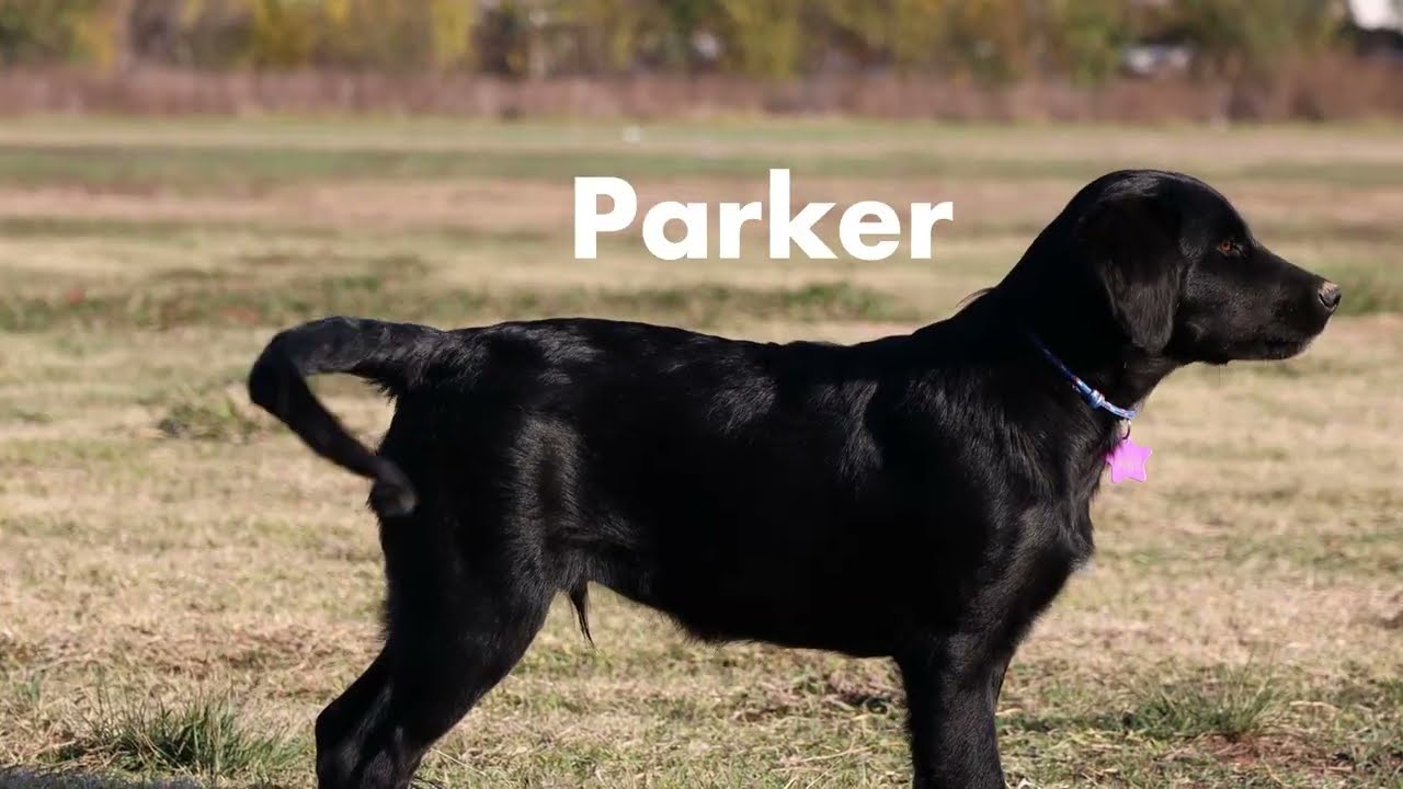 Trinity River Project — Meet Parker