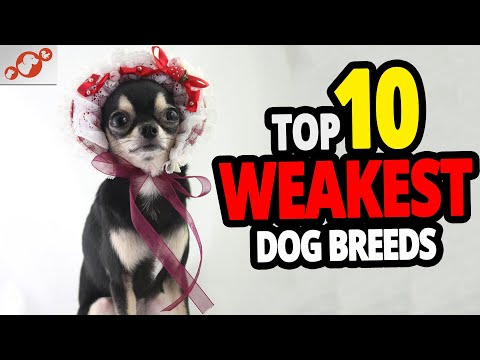 YouTube video about: What is the weakest dog in the world?