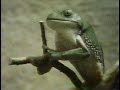 Sesame Street Frog Struggle Song Aka It S A Long Hard Climb Joe Raposo 1972
