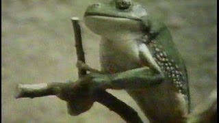Sesame Street - Frog Struggle Song (aka &quot;It&#39;s A Long Hard Climb&quot;) - Joe Raposo (1972)