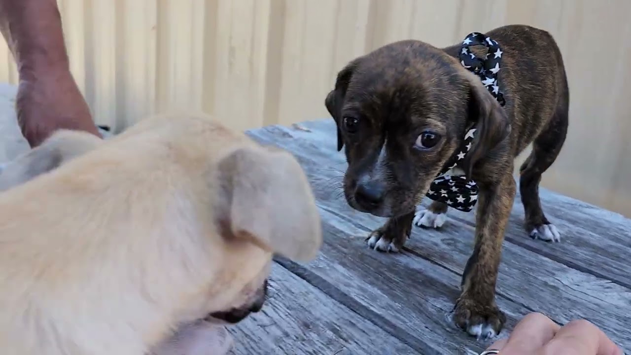 Enlarge Jett, an adopted Chihuahua in Bandera, TX video 1/4